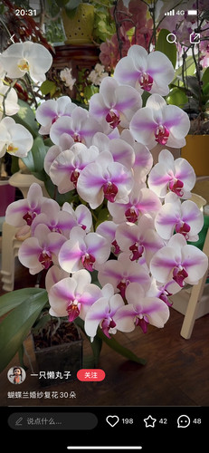 一颗不发蝴蝶兰婚纱2.8寸杯带花剑