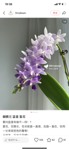 蝴蝶兰蓝星2.8寸杯不带花剑