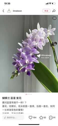 蝴蝶兰蓝星2.8寸杯不带花剑