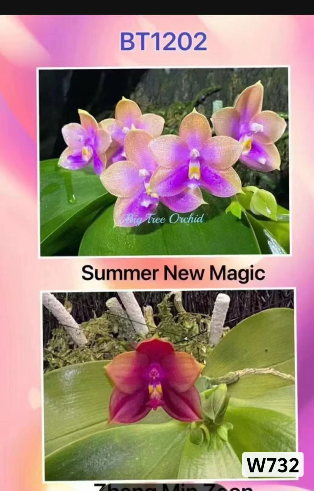 732蝴蝶兰微瑕疵BT1202夏日新魔法交郑敏吉恩3.0寸加高杯