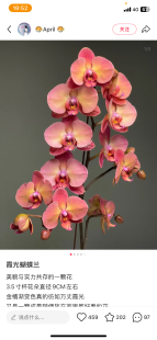 一颗不发蝴蝶兰霞光处里苗（落日宝珠）1.7寸杯宝宝苗子