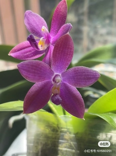 蝴蝶兰原生苗红色珍妮弗2.5寸杯带花剑带花带花苞发货