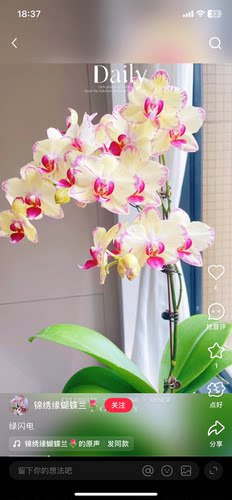 一颗不发蝴蝶兰绿闪电2.8寸杯带长花剑(有几率返祖）