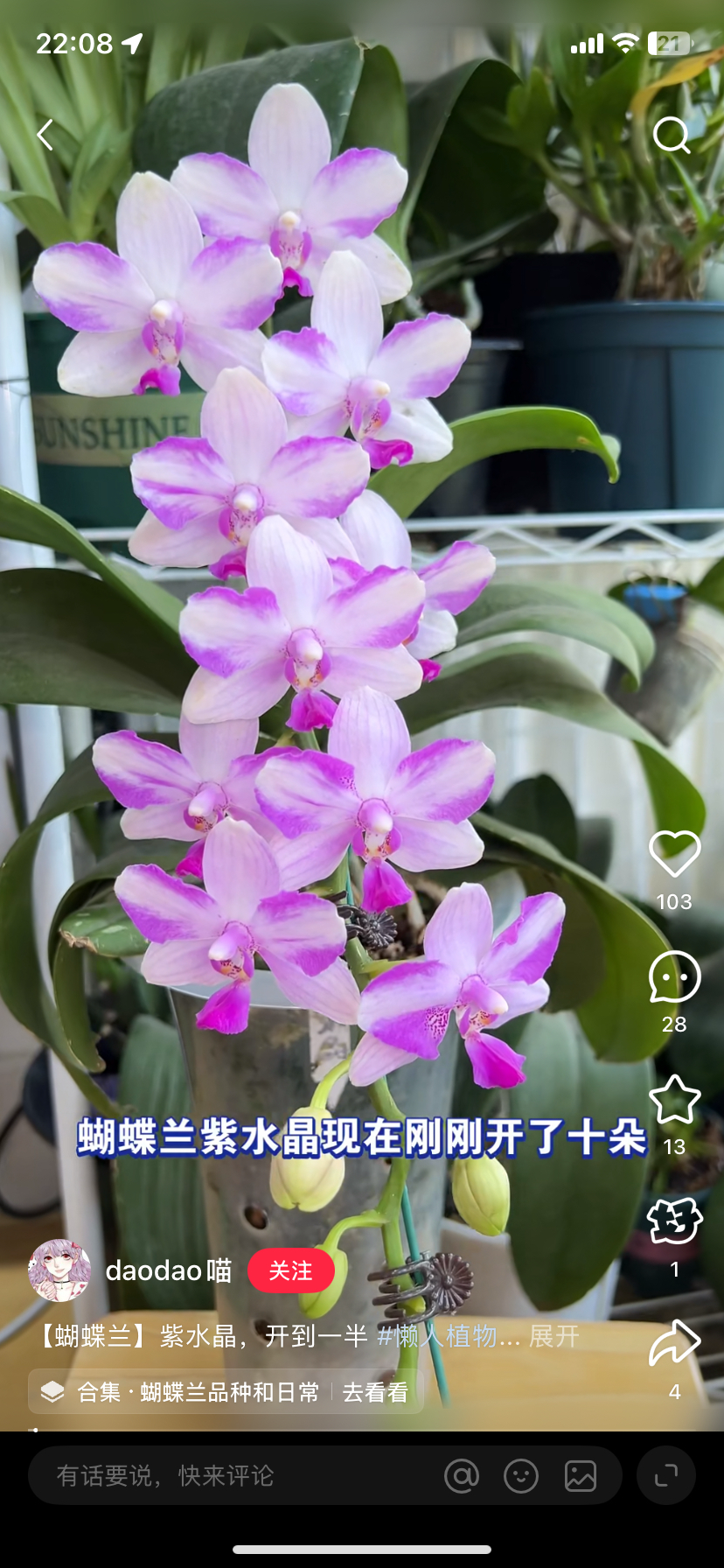 蝴蝶兰【紫水晶多头苗】3.0寸杯不带花剑