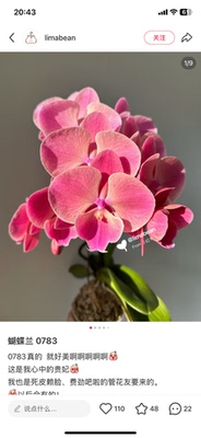 蝴蝶兰处理苗0783壮苗3.0寸加高杯不带花剑