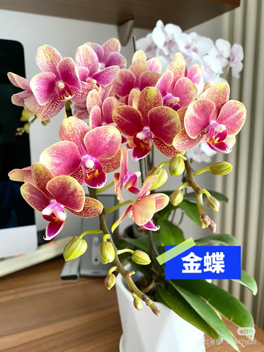 蝴蝶兰苗金蝶3.0寸杯带花剑