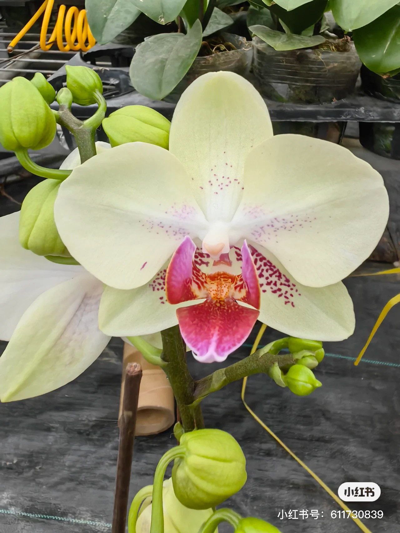 蝴蝶兰【绿熊】2.8寸不带带花剑