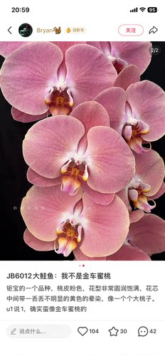 蝴蝶兰大鲑鱼2.8寸杯带花剑