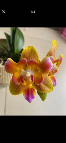 蝴蝶兰1110狐狸之火2.8寸杯不带花剑