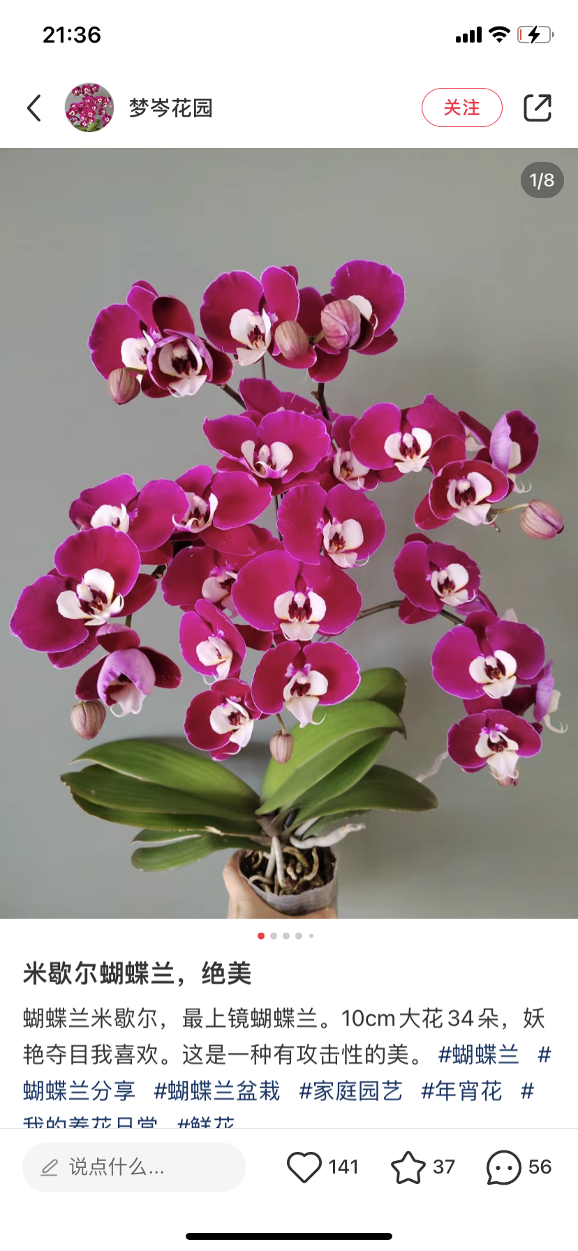 蝴蝶兰米歇尔2.8寸杯不带花剑