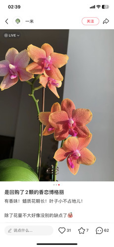 蝴蝶兰香恋博格丽3.5寸加高杯带花剑