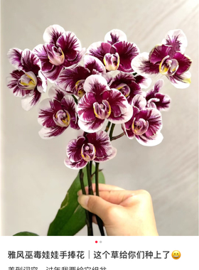 蝴蝶兰雅风娃娃2.8寸杯不带花剑