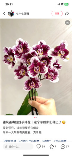 蝴蝶兰雅风娃娃2.8寸杯不带花剑