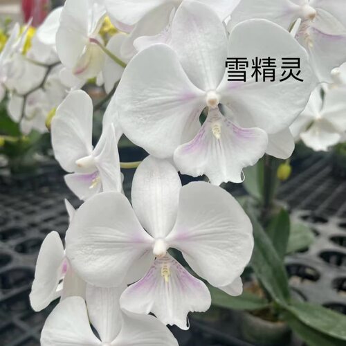 蝴蝶兰【雪精灵】2.8寸杯不带花剑