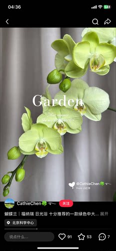 蝴蝶兰日光浴3.0寸加高杯不带花剑