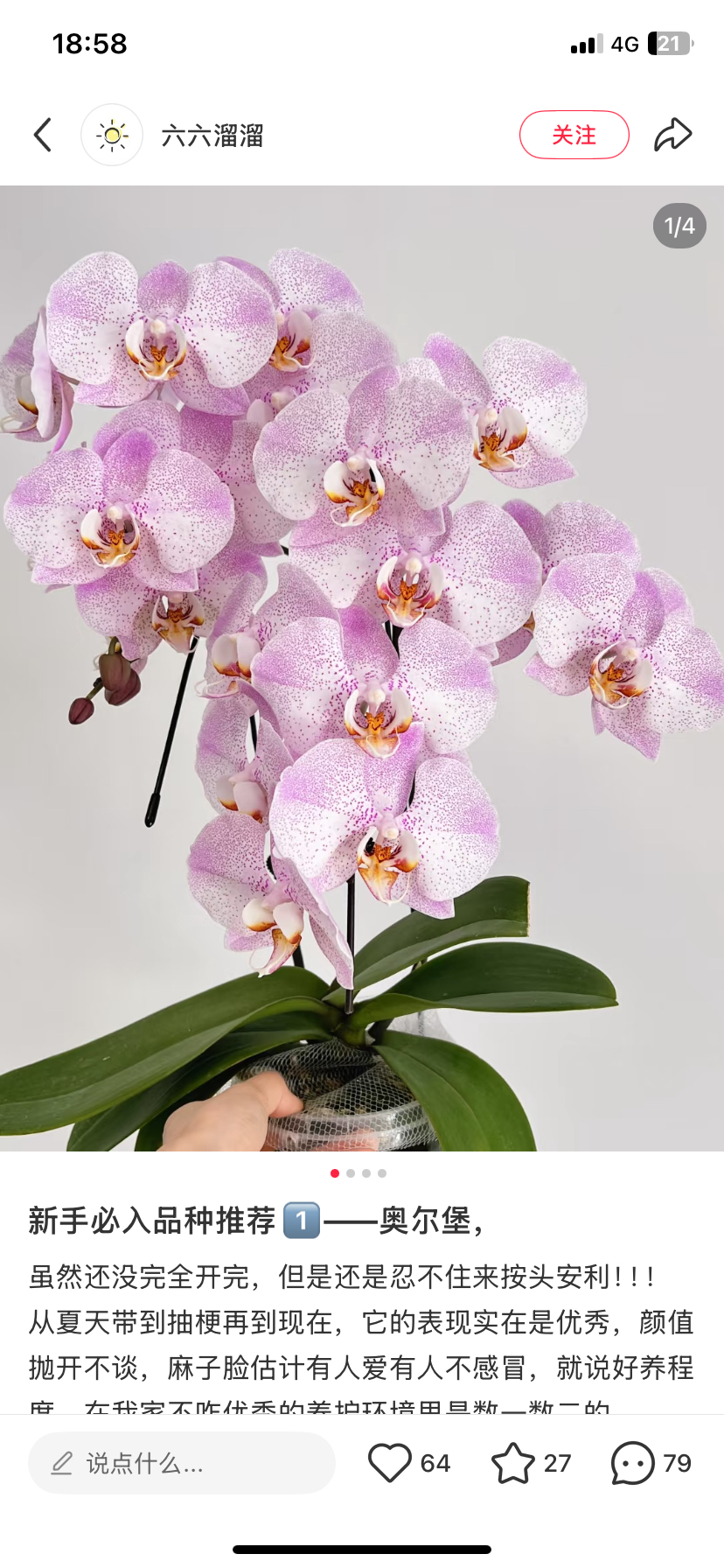 蝴蝶兰奥尔堡3.5寸不带花剑