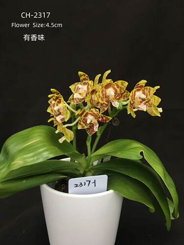 蝴蝶兰原生苗【2317】2.8寸杯不带花剑