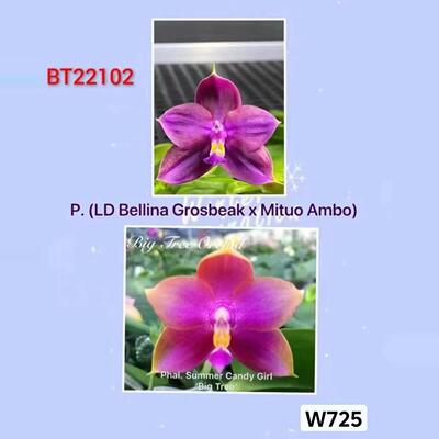 725蝴蝶兰微瑕疵BtT22102贝丽娜交弥陀安泊3.0寸加高