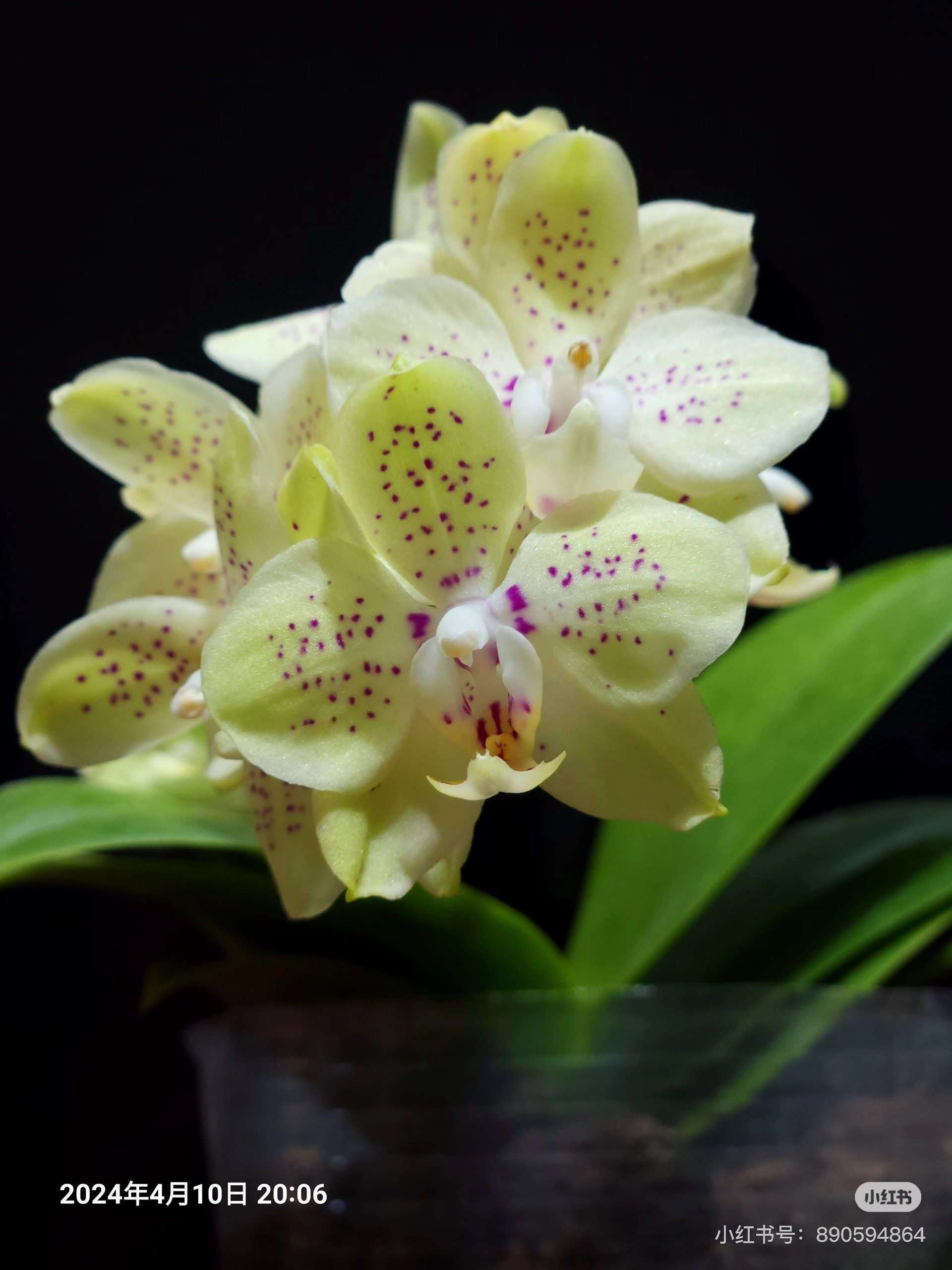 蝴蝶兰糯米团子1.7寸杯宝宝苗,鲜花速递/花卉仿真/绿植园艺,国兰/杂交兰/洋兰类,淘宝优惠券,粉丝福利购,淘宝优惠卷