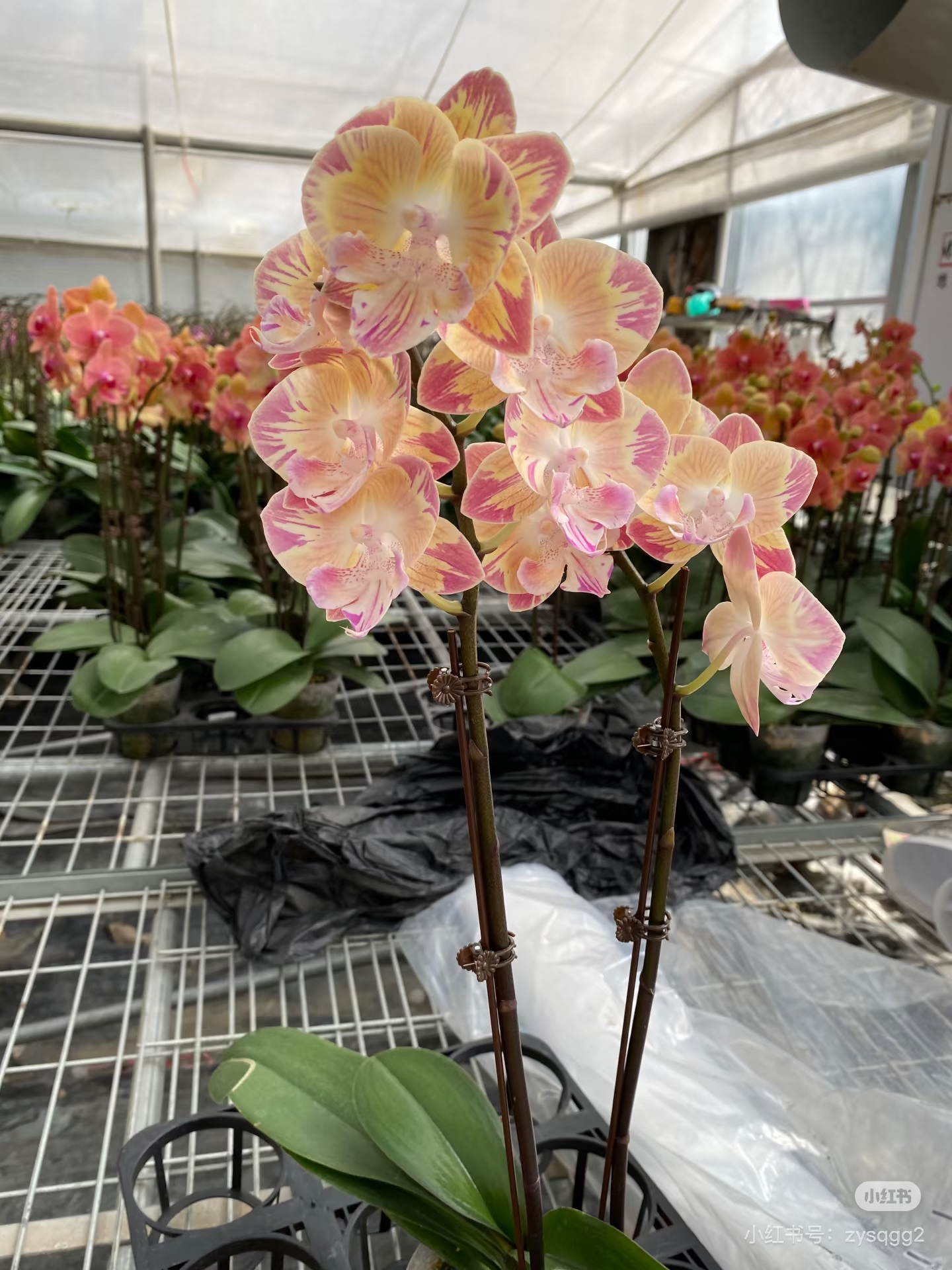 蝴蝶兰【唯美变异】2.8寸杯不带花剑