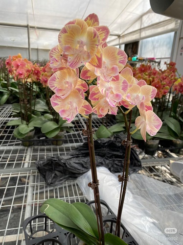 蝴蝶兰【唯美变异】2.8寸杯不带花剑