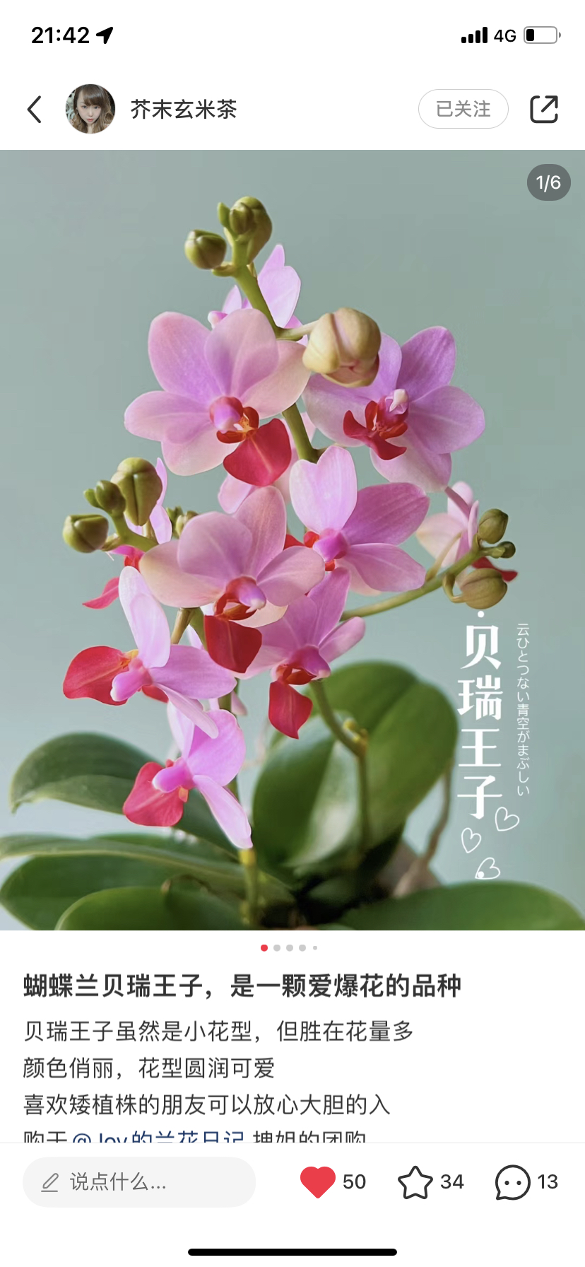 蝴蝶兰贝瑞王子1.7寸杯宝宝苗嫌小勿拍