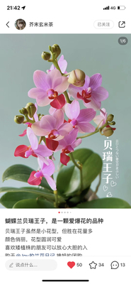 蝴蝶兰贝瑞王子2.8寸杯不带花剑