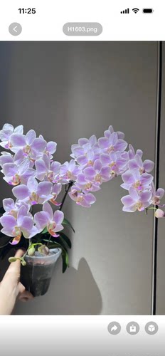 蝴蝶兰残雪1.7寸杯宝宝苗不带花剑