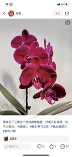 蝴蝶牛记黑脸1.7寸杯宝宝苗不带花剑