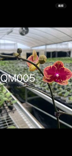 蝴蝶兰QM005处理苗3.0寸杯不带花剑