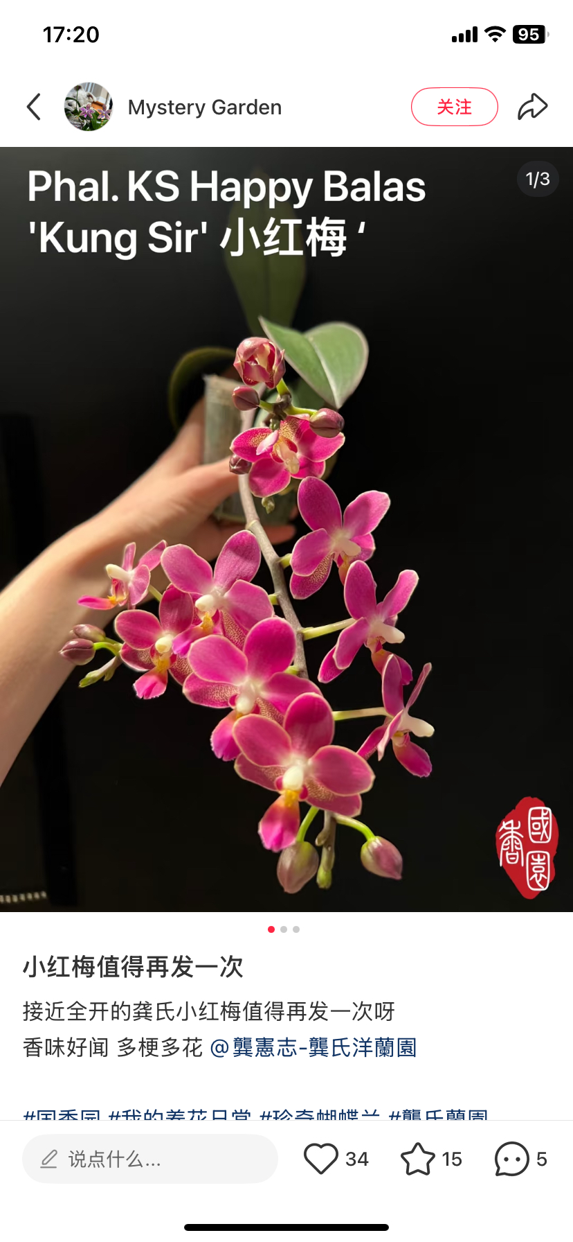 蝴蝶兰龚氏小红梅3.0寸加高杯,鲜花速递/花卉仿真/绿植园艺,国兰/杂交兰/洋兰类,淘宝优惠券,粉丝福利购,淘宝优惠卷