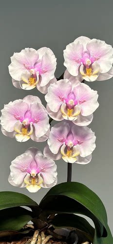 蝴蝶兰大梅花变异1.7寸杯宝宝苗