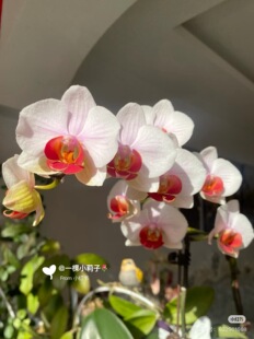 一颗不发蝴蝶兰【超群果汁】2.8寸杯不带花剑