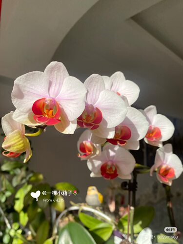 一颗不发蝴蝶兰【超群果汁】3.0寸杯不带花剑