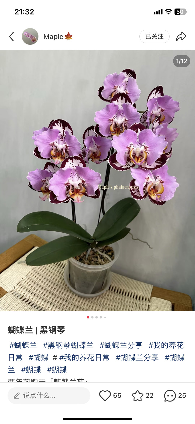 蝴蝶兰黑钢琴2.8寸杯带闪边不带花剑(有几率返祖）,鲜花速递/花卉仿真/绿植园艺,国兰/杂交兰/洋兰类,淘宝优惠券,粉丝福利购,淘宝优惠卷