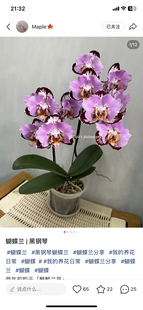 蝴蝶兰黑钢琴2.8寸杯带闪边不带花剑(有几率返祖)