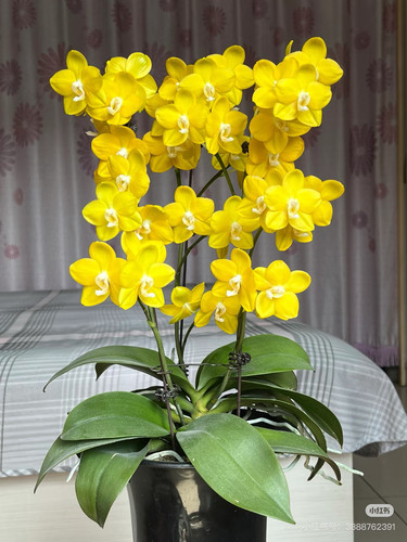 一棵不发蝴蝶兰吉祥如意1.7寸杯宝宝苗，嫌小勿拍