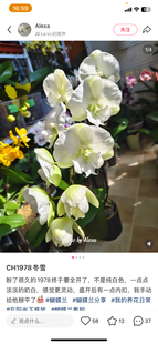 蝴蝶兰ch1978超群冬雪2.8寸杯不带花剑苗情可以 基本无根