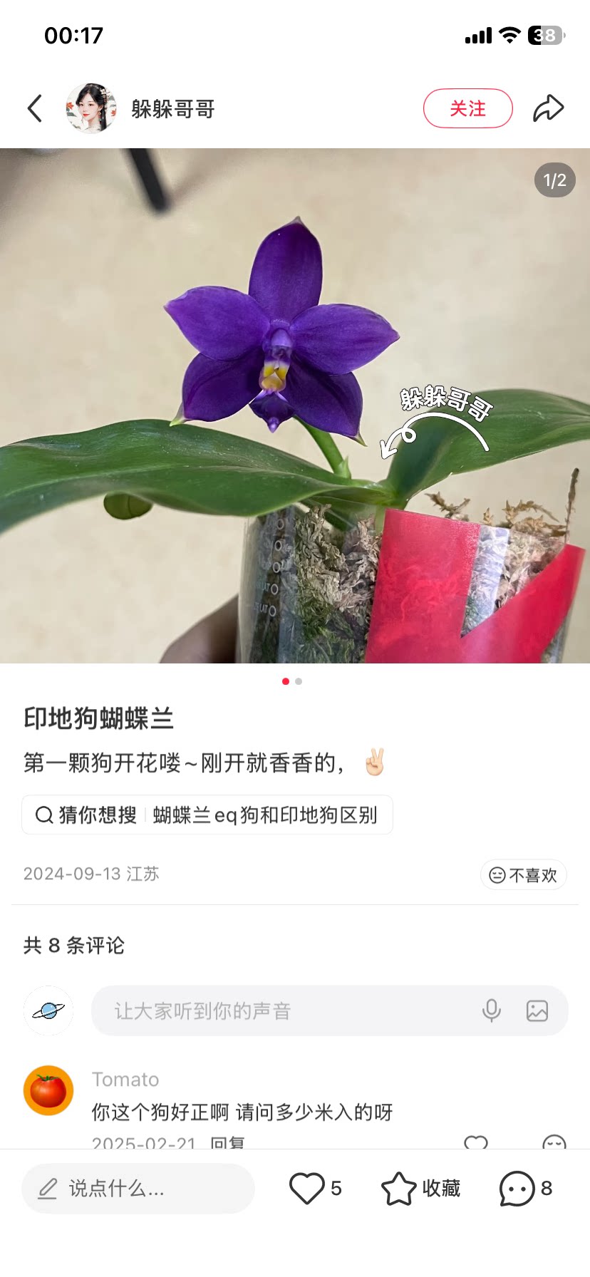蝴蝶兰瑕疵处理原生苗印地狗交品1.7寸杯宝宝苗