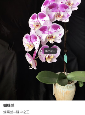 蝴蝶兰处里苗碟中之王3.0寸杯不带花剑