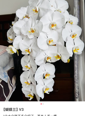 一颗不发蝴蝶兰V3大白2.8寸杯不带花剑