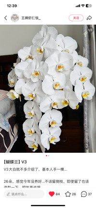蝴蝶兰V3大白2.8寸杯带花剑