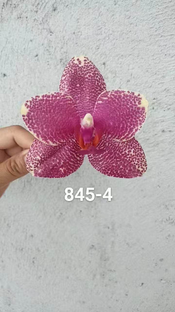 一颗不发蝴蝶兰845-4实生苗2.5寸杯带花剑,鲜花速递/花卉仿真/绿植园艺,国兰/杂交兰/洋兰类,淘宝优惠券,粉丝福利购,淘宝优惠卷