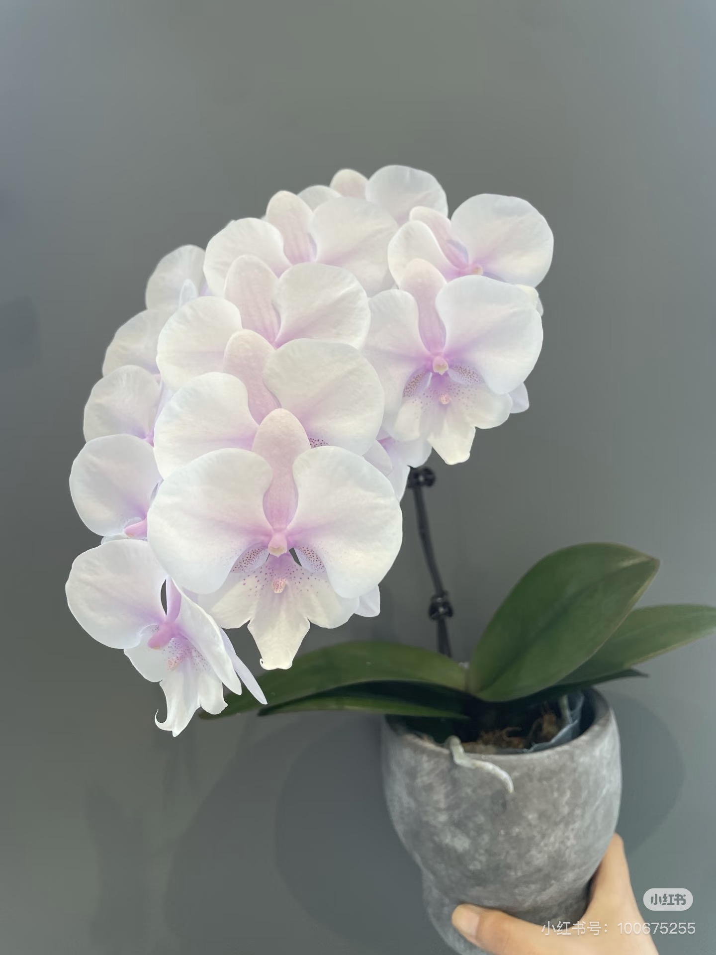 蝴蝶兰【超群听风】2.8寸杯不带花剑