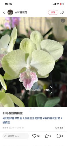 蝴蝶兰和鸣春娇蝴蝶兰2.8寸杯不带花剑