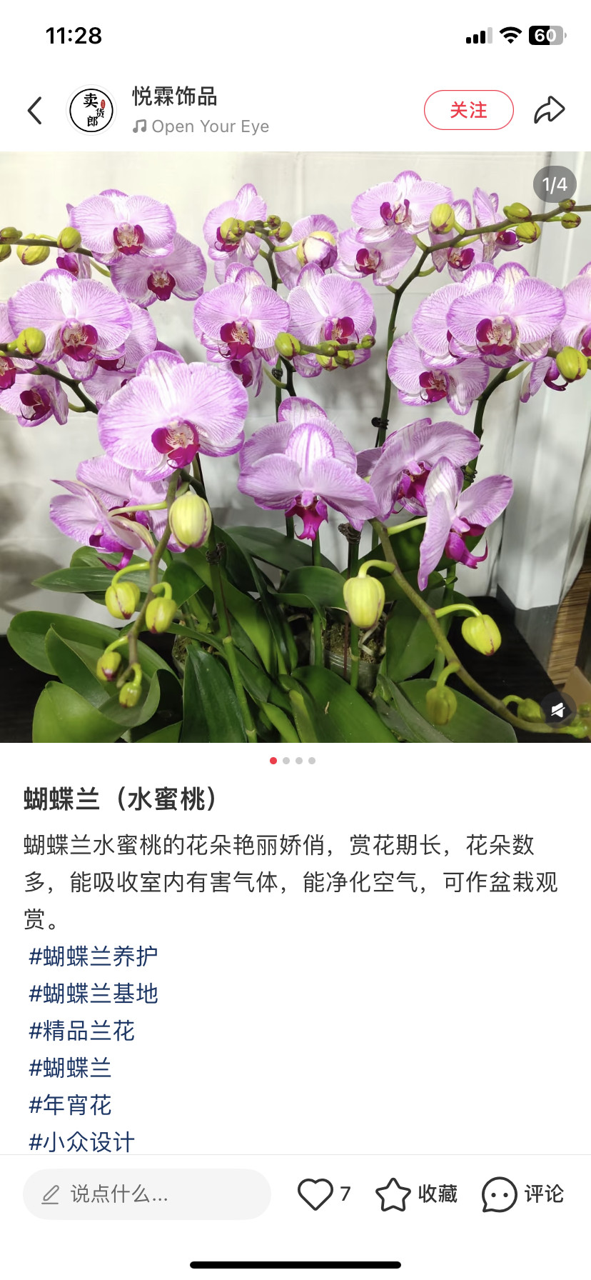 蝴蝶兰水蜜桃3.5寸加高杯带花剑,鲜花速递/花卉仿真/绿植园艺,国兰/杂交兰/洋兰类,淘宝优惠券,粉丝福利购,淘宝优惠卷