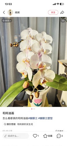 蝴蝶兰油画3.0寸加高杯不带花剑