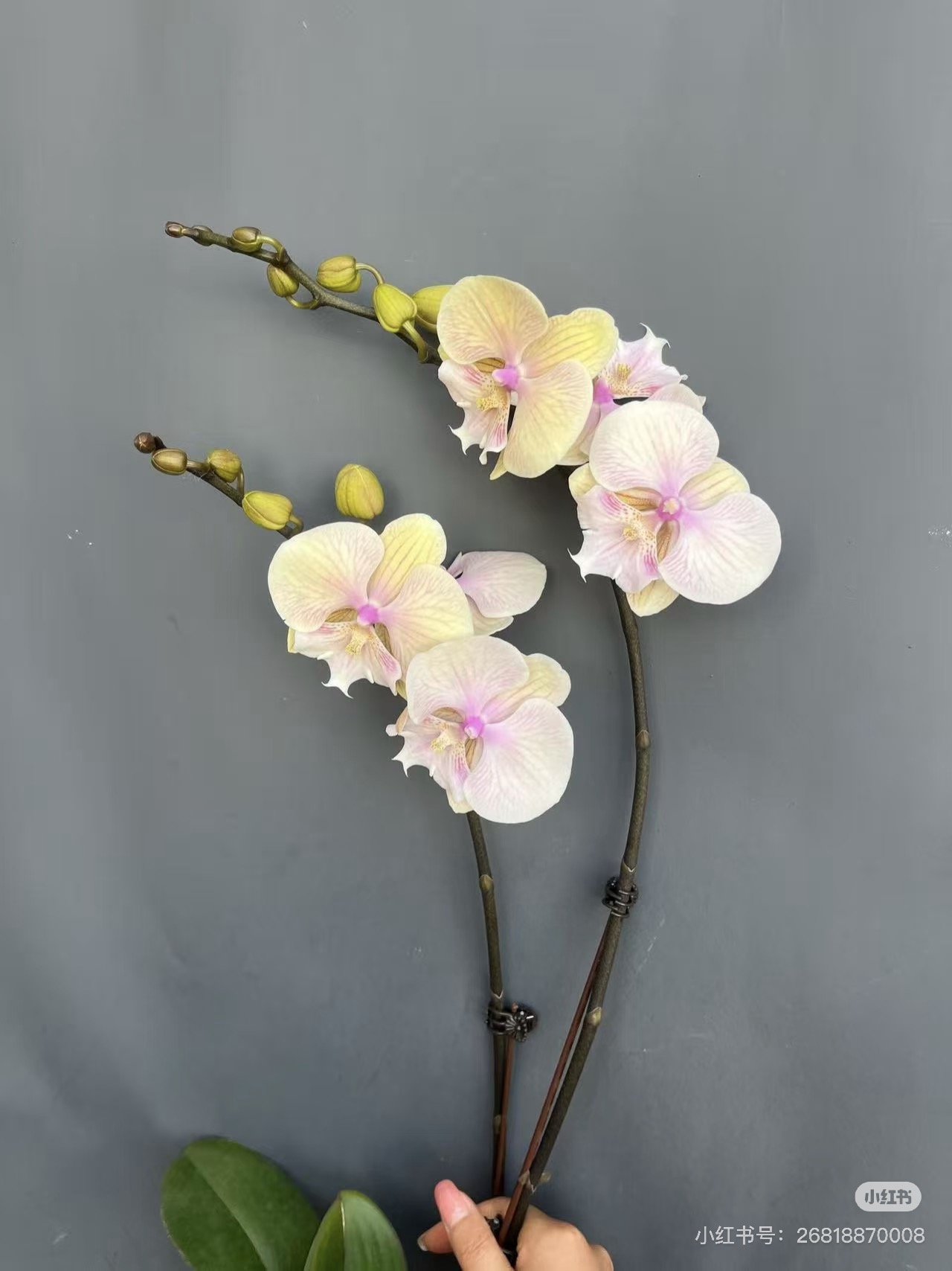 蝴蝶兰【山林女神】2.8寸杯不带花剑