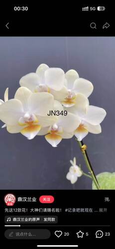 蝴蝶兰JN349苗2.5寸杯不带花剑有的剪过梗