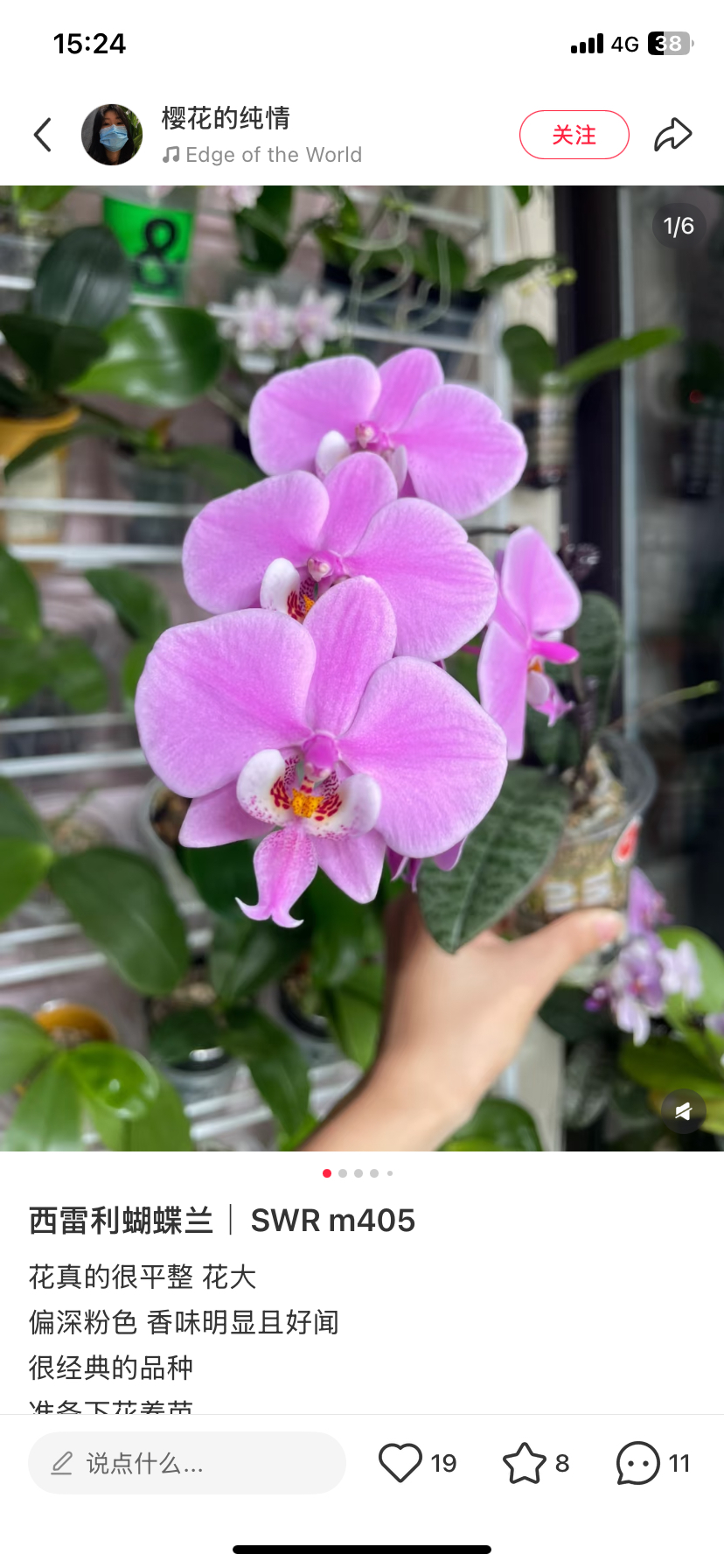 蝴蝶兰浓香 m405西雷丽2.8寸杯剪过春梗